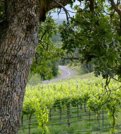 Discover a Hillside Vineyard